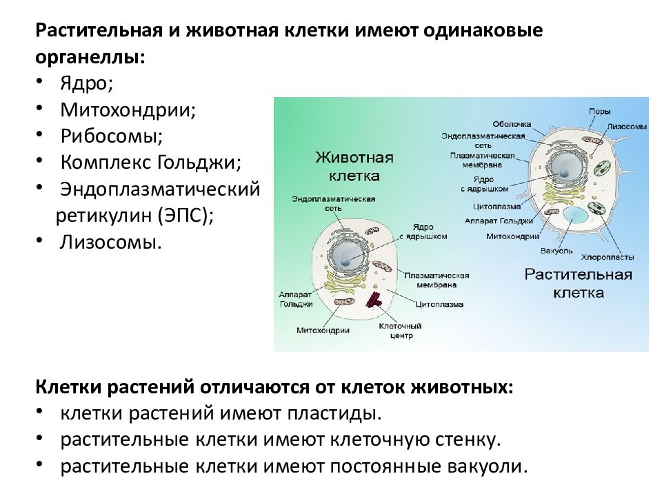 По каким признакам отличаются клетки. Цитология наука о клетке. Основы цитологии. Цитология это кратко. Основы цитологии клетка.