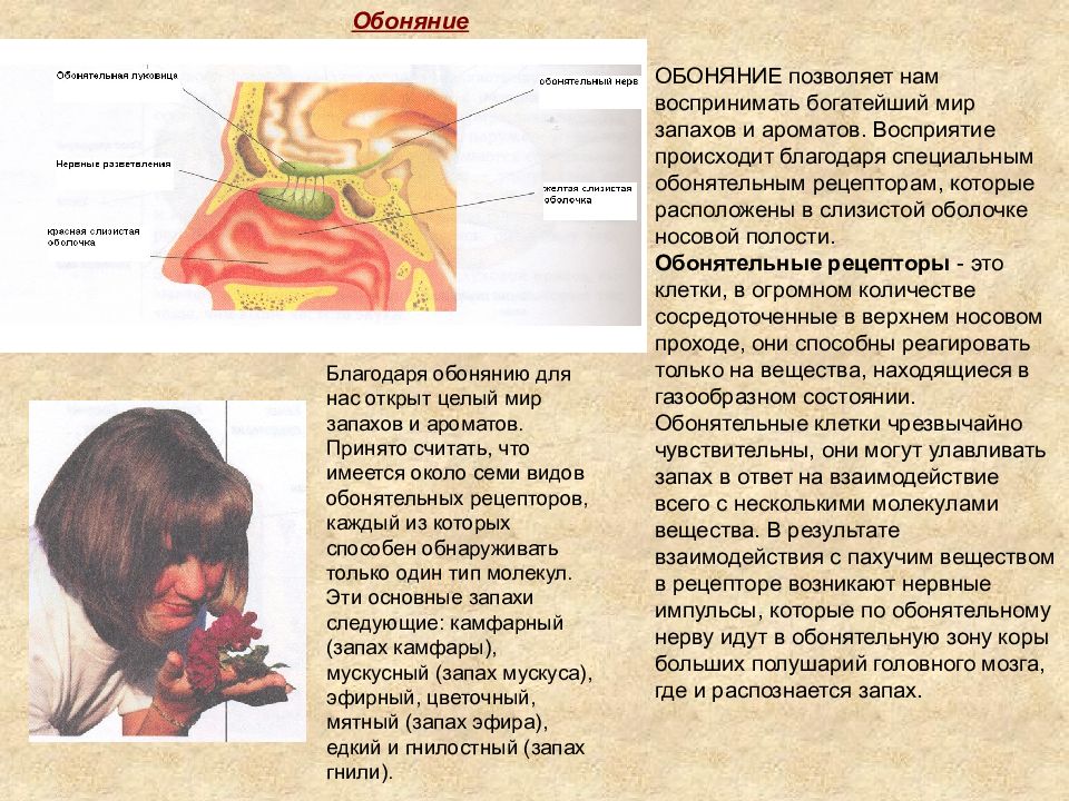 Презентация по анатомии обоняние