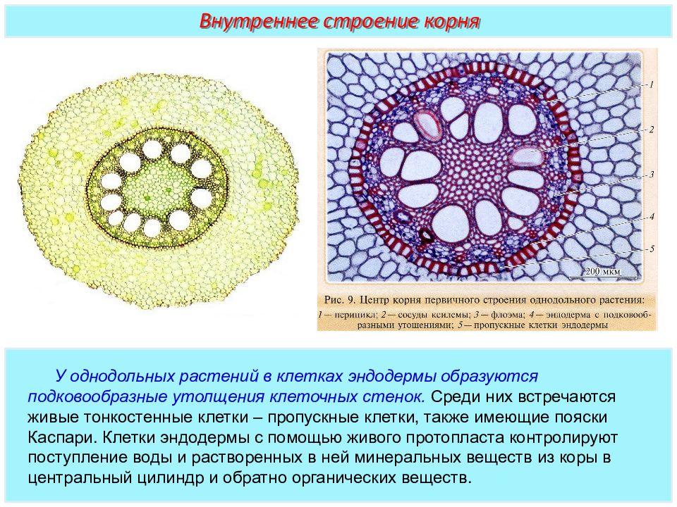 Первичное строение. Анатомическое строение корня двудольных растений. Сред корня однодольного растения. Срез корня однодольного растения. Поперечный срез корня однодольного.