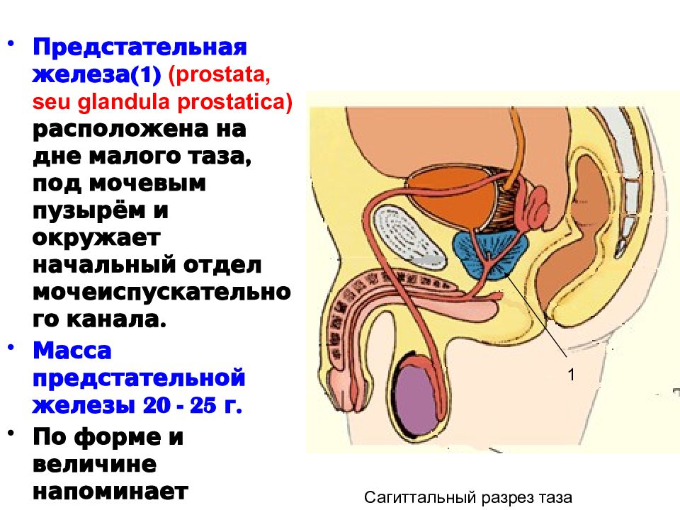 Предстательной железы у мужчин