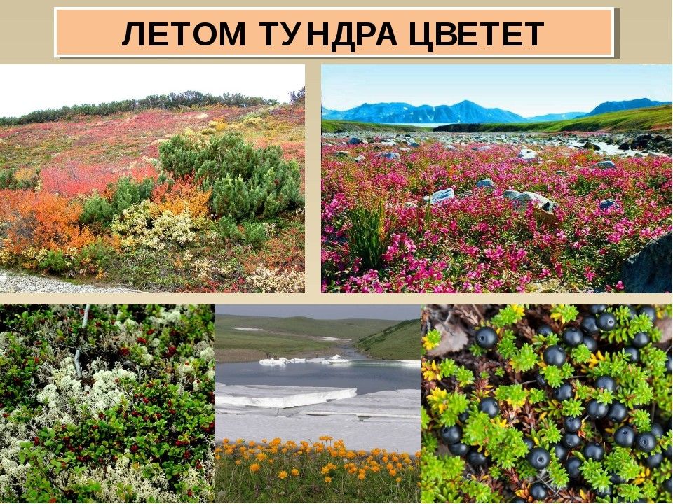 Природная зона тундра растения. Природные зоны России тундра растения. Растения зоны тундры.