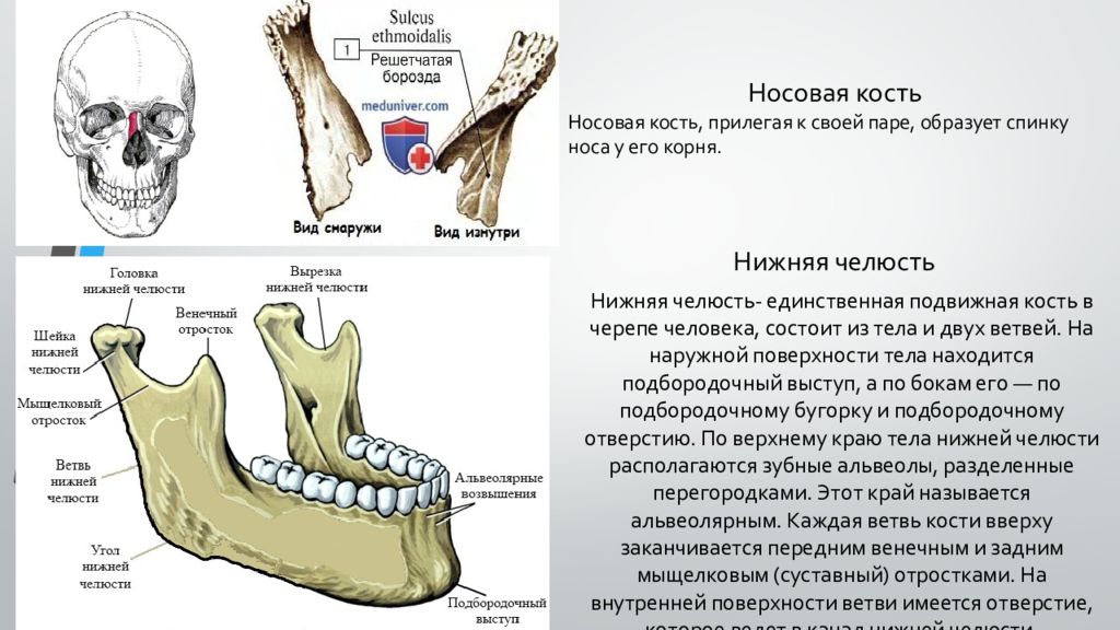 Нижняя челюсть кость. Челюсть кость анатомия. Кости нижней челюсти анатомия. Кость черепа к которой прикреплена нижняя челюсть.