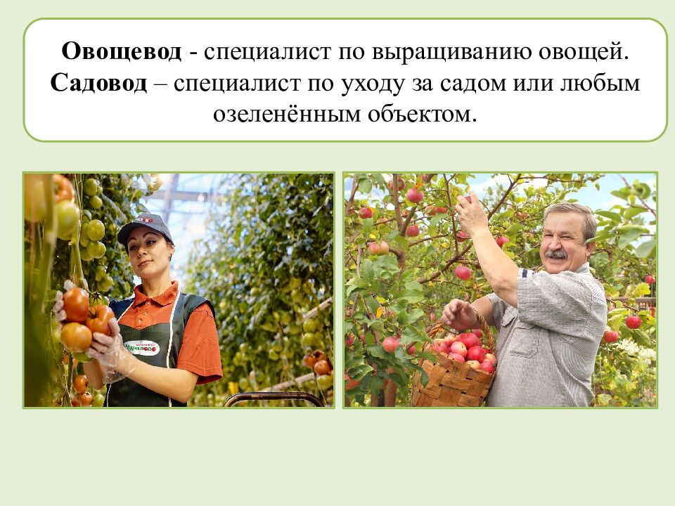 Многообразие и происхождение культурных растений