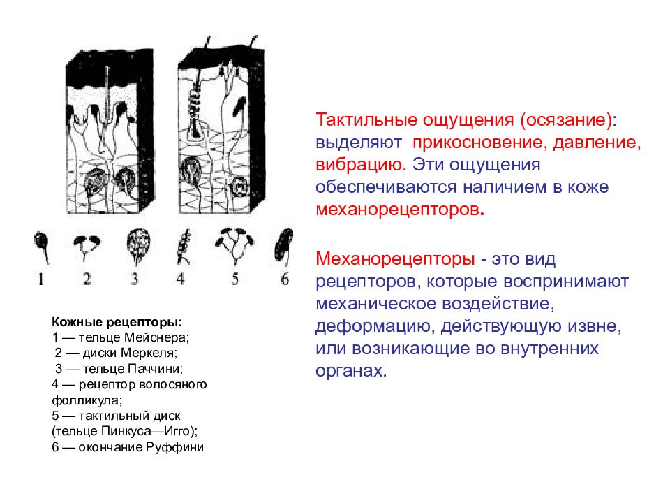 Тактильность что. Тактильные ощущения. Прикосновения тактильное ощущение. Тактильные рецепторы давления и вибрации. Тактильные ощущения в психологии.