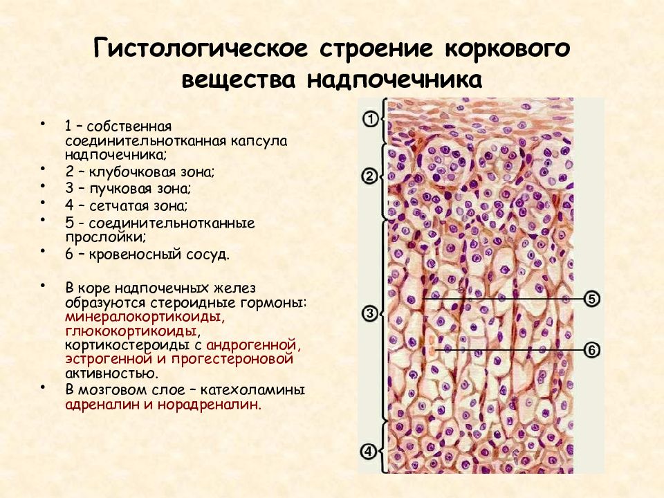 Гистологическое строение. Гистологическое строение надпочечника. Корковое вещество надпочечников гистология. Строение надпочечников гистология. Строение коры надпочечников гистология.