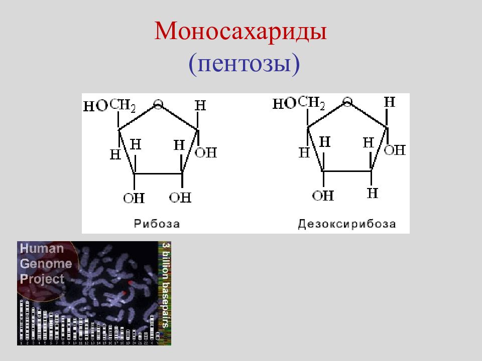 4 глюкоза фруктоза рибоза 1. Рибоза и дезоксирибоза. Моносахариды пентозы формула. Дезоксирибоза схема. Пентоза рибоза.