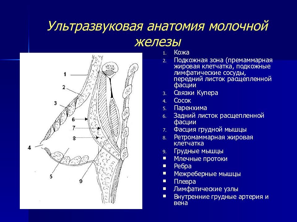 Презентация молочная железа