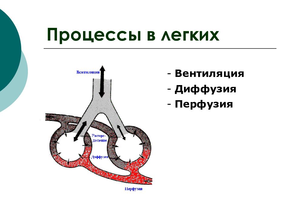 Процесс в легких. Перфузия легких это. Вентиляция диффузия перфузия. Процессы в легких вентиляция диффузия перфузия. Механизм внешнего дыхания вентиляция диффузия перфузия.