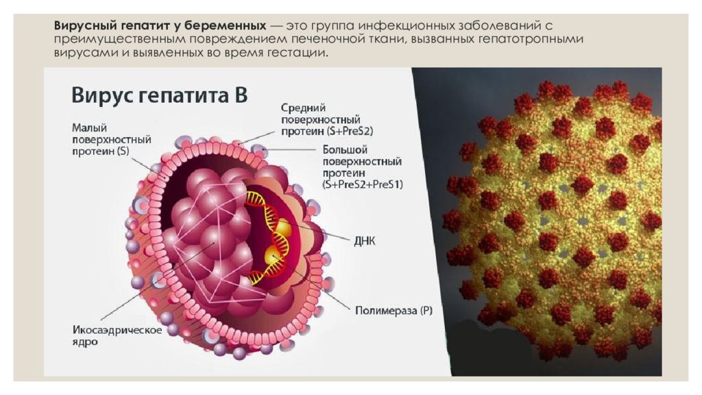 Вирусный гепатит в презентация