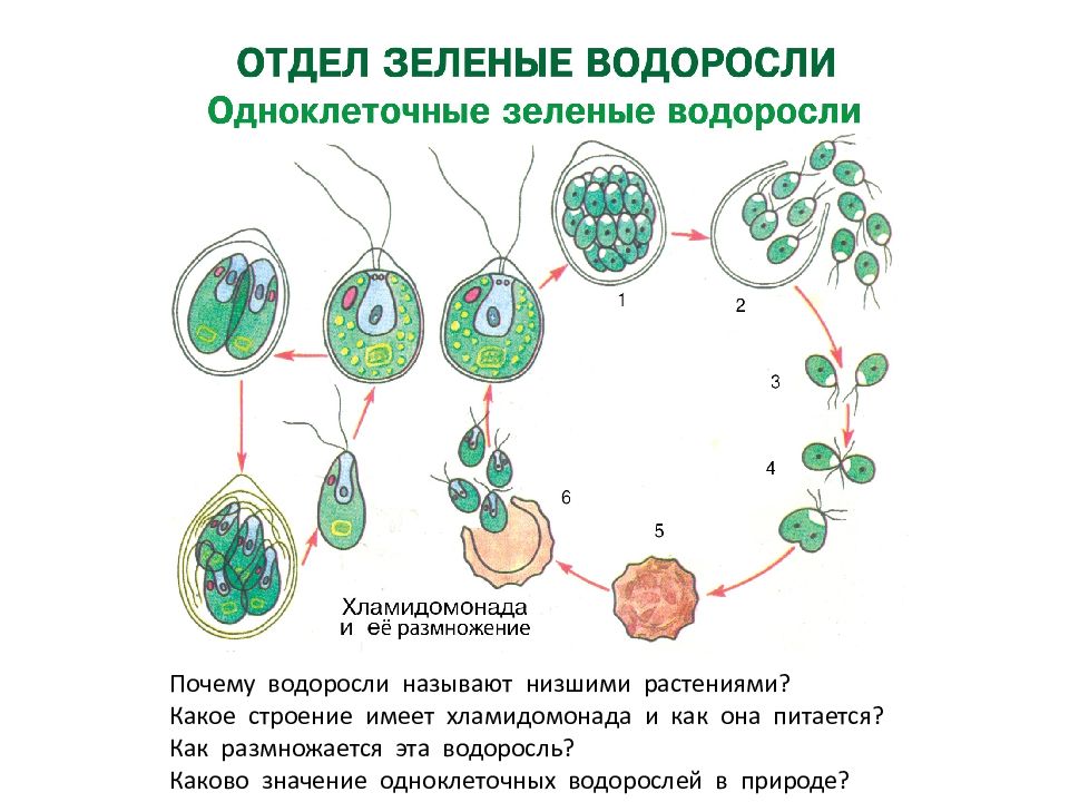 Клетка хламидомонады