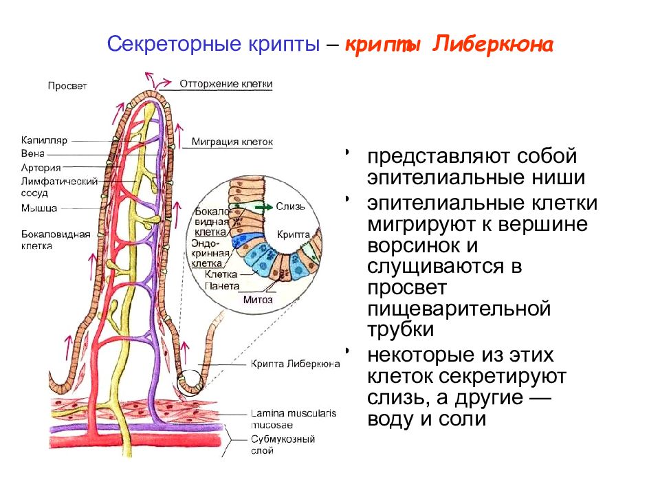 Крипт c