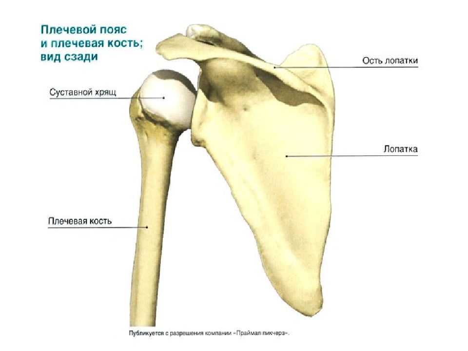 Плечевой пояс анатомия