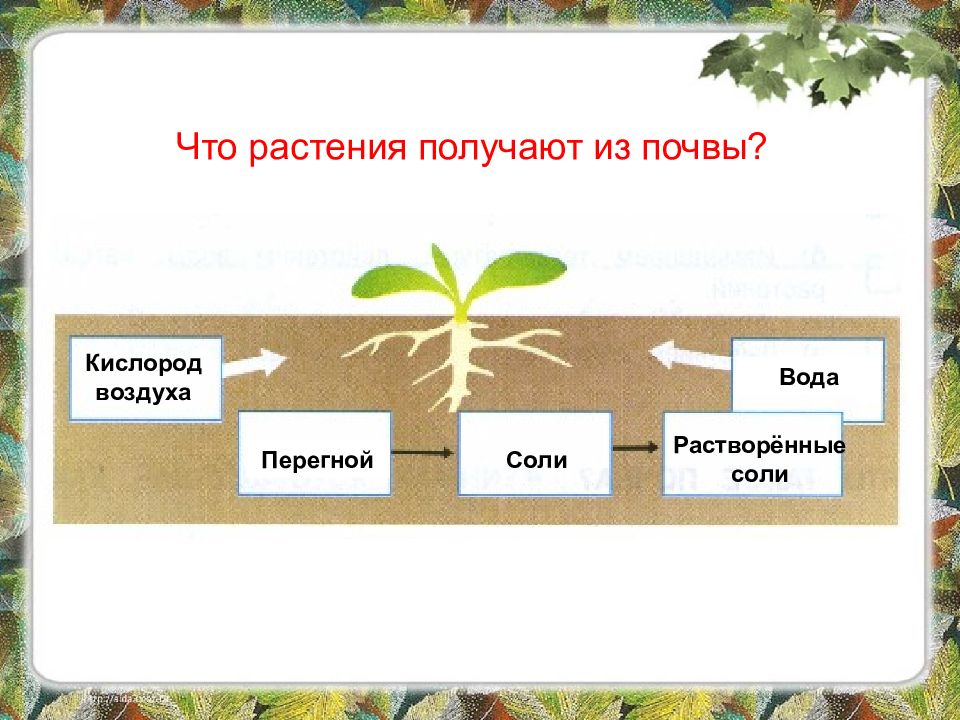 Презентация растения и почва