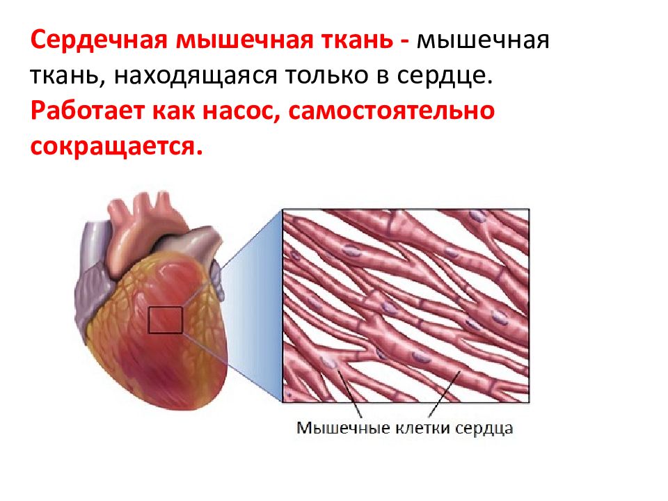 Сердечная мышца картинка