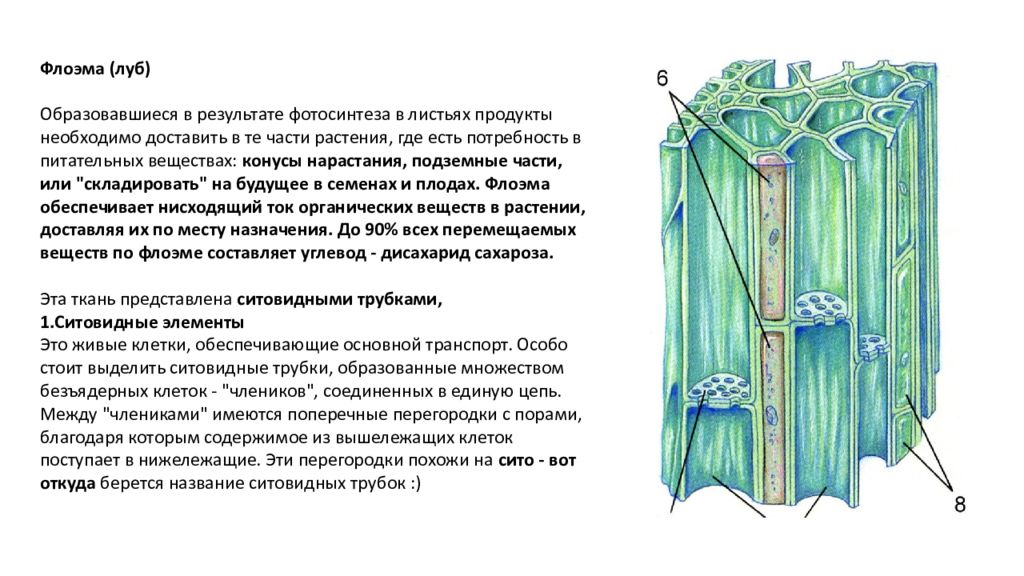 Ткани растений тест 6 класс