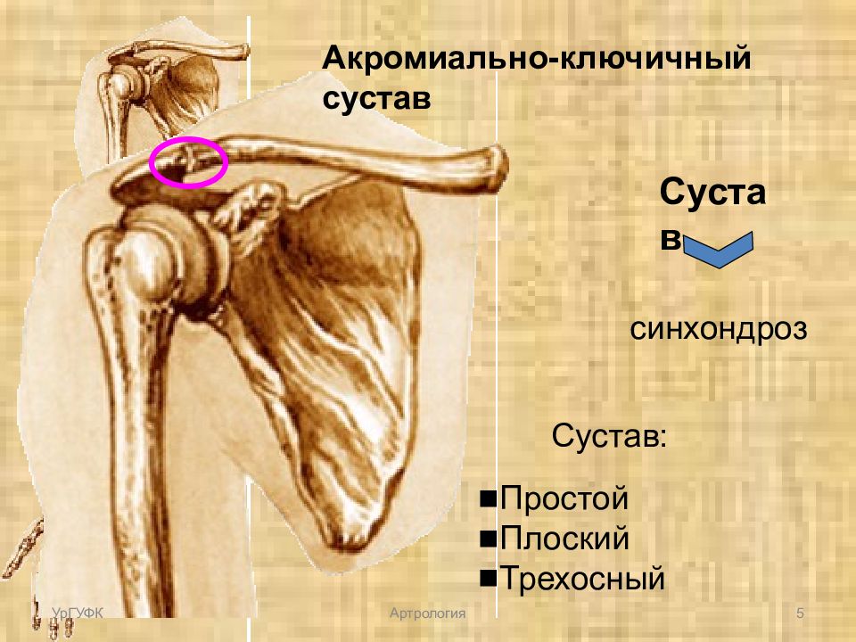 Акромиально ключичных сочленений 1 ст. Акромиально-Ключичная связка. Акромиально-Ключичная связка анатомия. Акромеальноключичное сочленение. Акрониальный ключичный сустав.