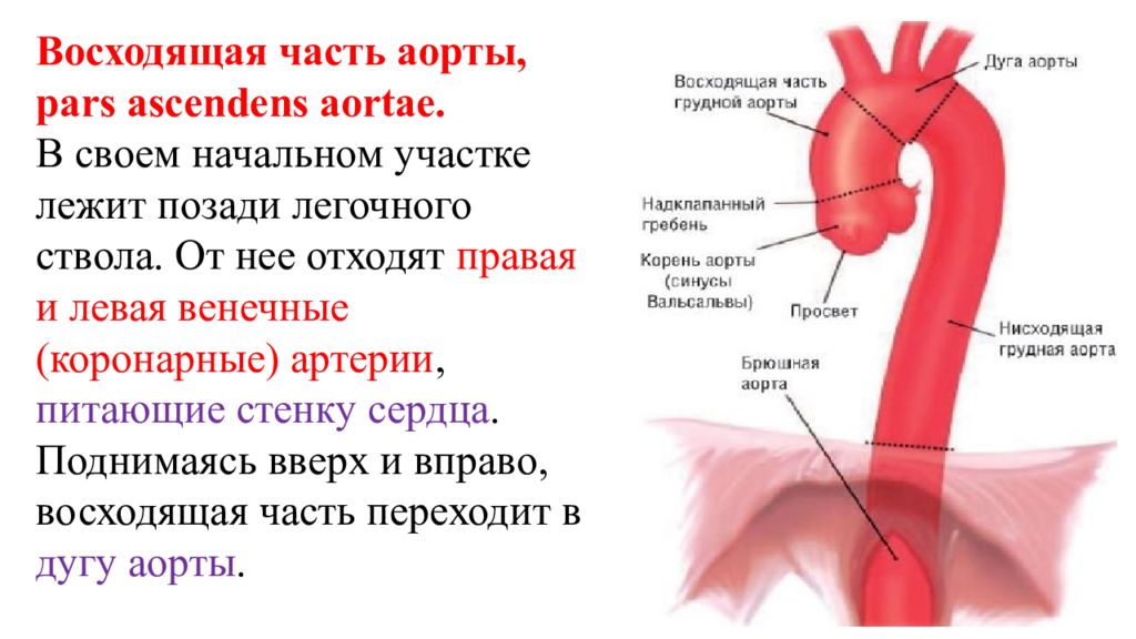 Строение аорты схема