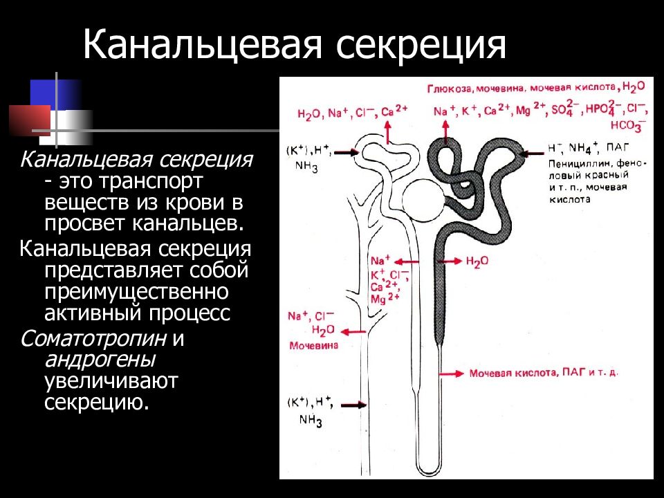 Процесс секреции заключается в. Секреция и экскреция в почечных канальцах. Почечная секреция физиология. Канальцевая реабсорбция механизмы. Канальцевая секреция в нефроне.