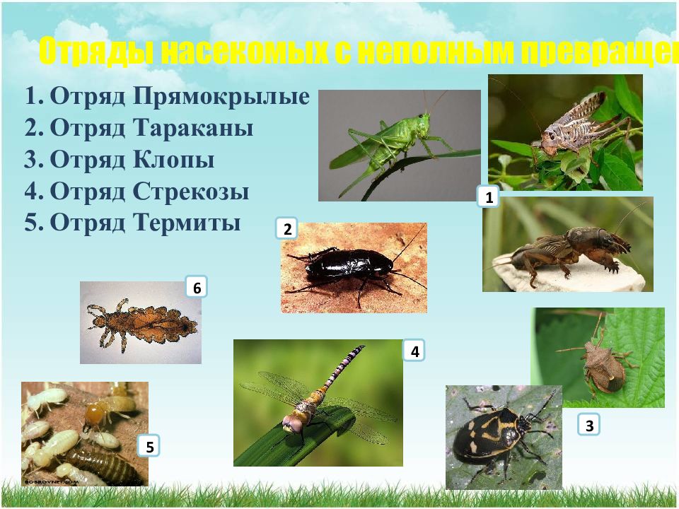 Характеристики отряда насекомых прямокрылые. Отряды насекомых Стрекозы отряд. Тараканы отряд насекомых. Отряды насекомых с метаморфозом.
