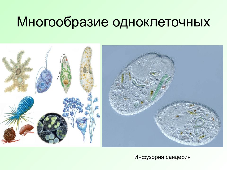 Самый простой одноклеточный организм. Одноклеточные организмы. Многообразие одноклеточных. Разнообразие одноклеточных. Одноклеточные организмы растения.