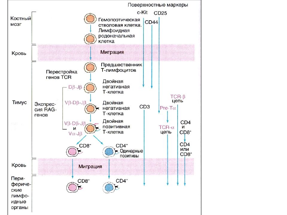 Дифференцировка клеток этапы. Этапы дифференцировки в лимфоцитов схема. Схема дифференцировки т и в лимфоцитов. Созревание т лимфоцитов схема. Этапы дифференцировки т лимфоцитов.