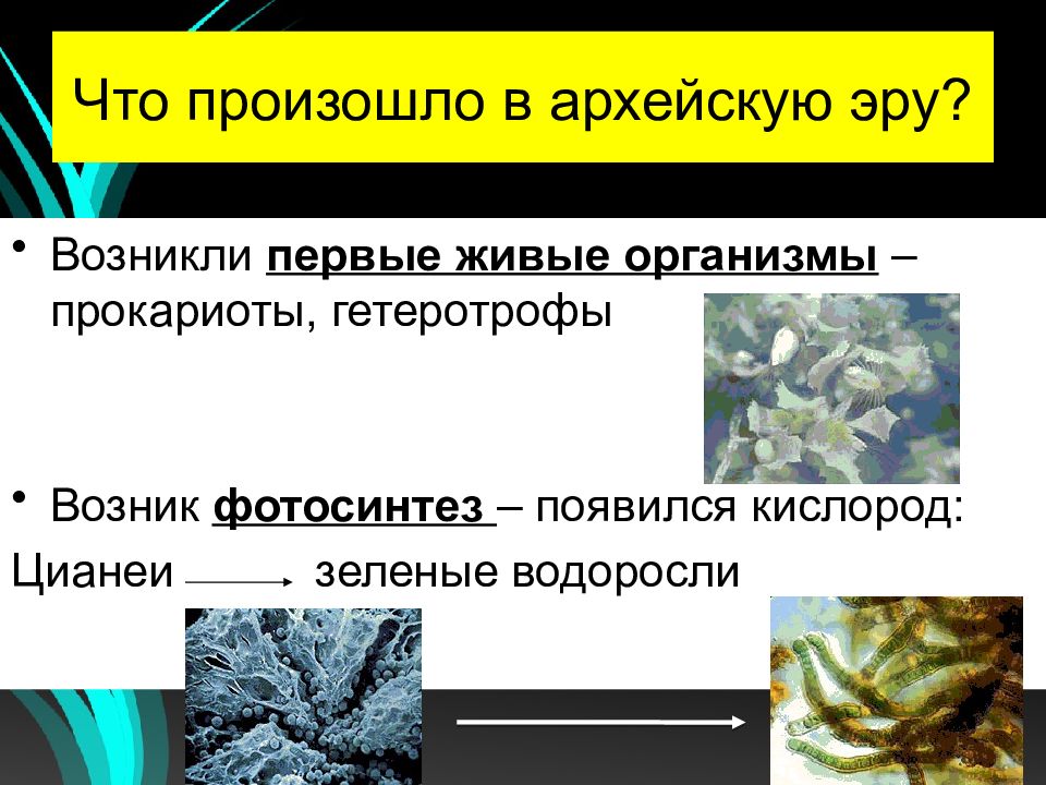 Организмы появившиеся на земле. Что происходило в архейскую эру. Что произошло в архейской эре. Первые фотосинтезирующие организмы. Архейская Эра живые организмы.