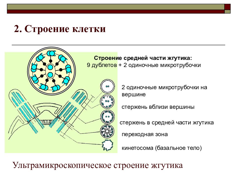 Строение жгутиков. Строение жгутика эукариот. Строение жгутика прокариот. Строение жгутика протист. Строение клетки жгутиковых.