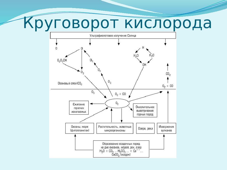 Процессы образования кислорода. Биогеохимический цикл кислорода схема. Биогеохимические циклы в биосфере. Круговорот кислорода таблица. Биохимический цикл схема.