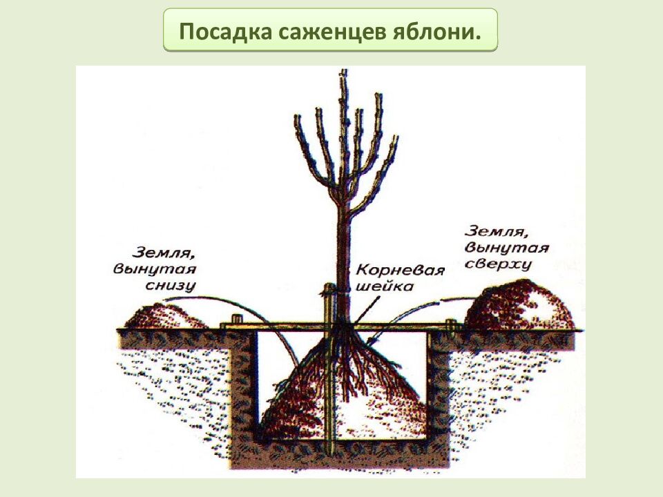 Многообразие и происхождение культурных растений