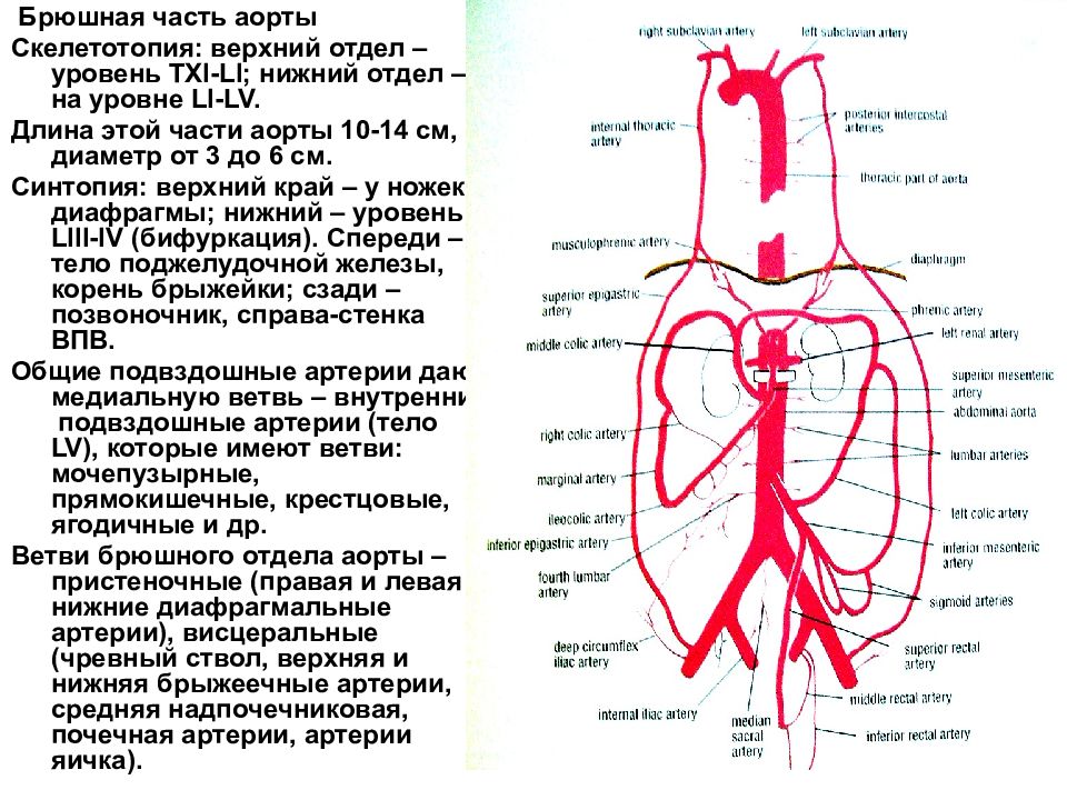 Аорта анатомия схема грудная