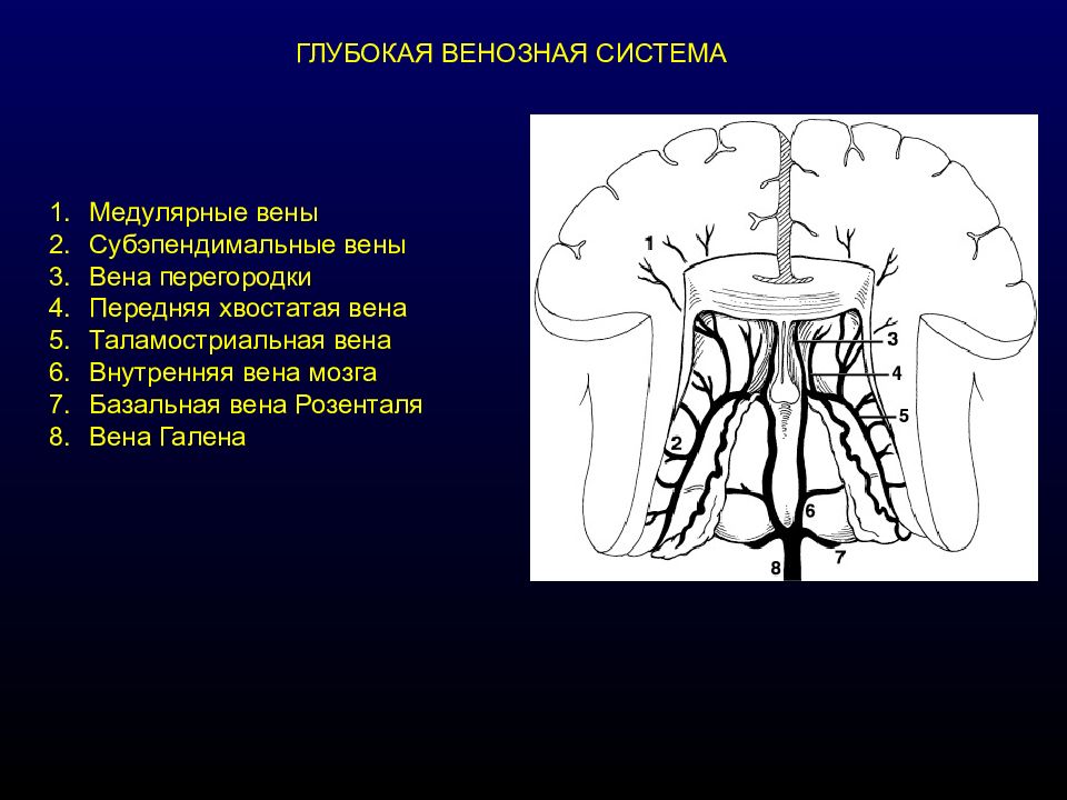 Вене розенталя. Вена Галена и Вена Розенталя. Вена Розенталя анатомия. Базальная Вена Розенталя.