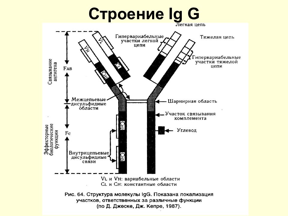 Схема иммуноглобулина. Строение иммуноглобулина IGG. Строение иммуноглобулина g. Схема строения иммуноглобулина g. Антитела иммуноглобулины структура.