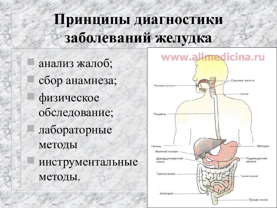 Желудочно кишечный тракт презентация