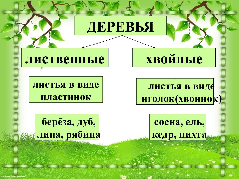 Какие бывают растения окружающий 2. Какие бывают растения 2 класс окружающий мир презентация. Что делают из растений окружающий мир 2 класс.