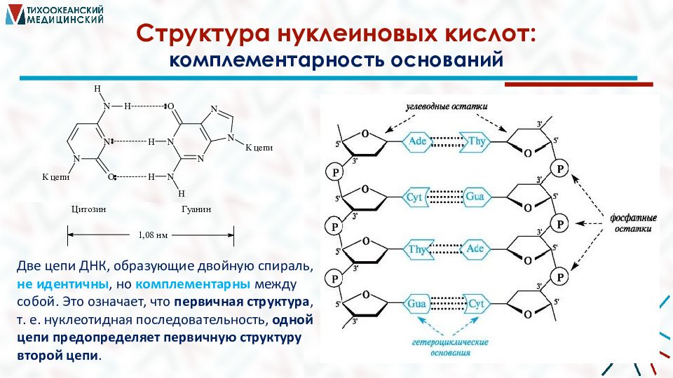 Нуклеиновые кислоты реакции. Полимерная цепь нуклеиновая кислота. Цепи нуклеиновых кислот. Комплементарность нуклеиновых кислот. Структура цепи нуклеиновых кислот.