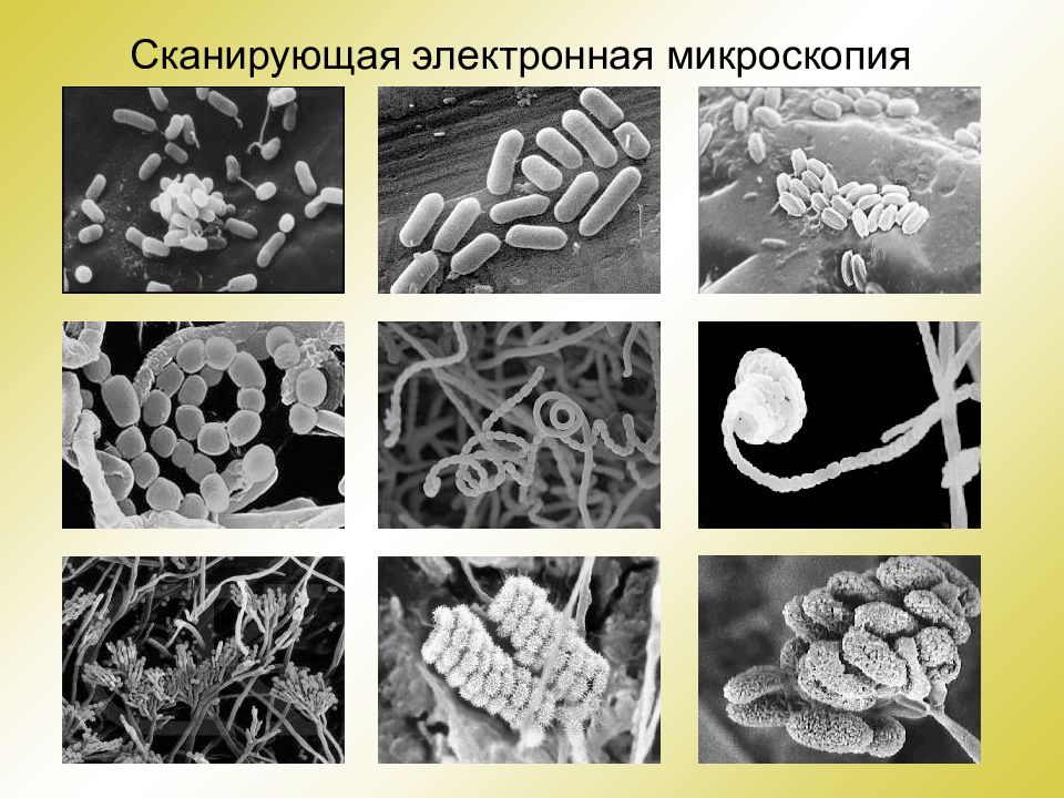 Электронная микроскопия презентация