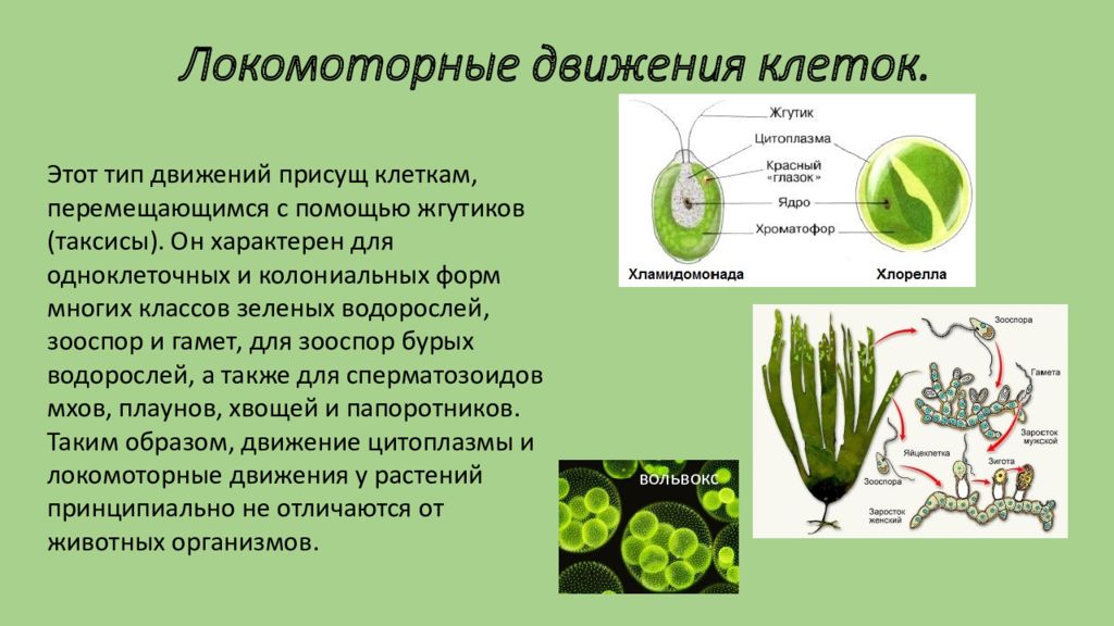 Локомоторные движения презентация