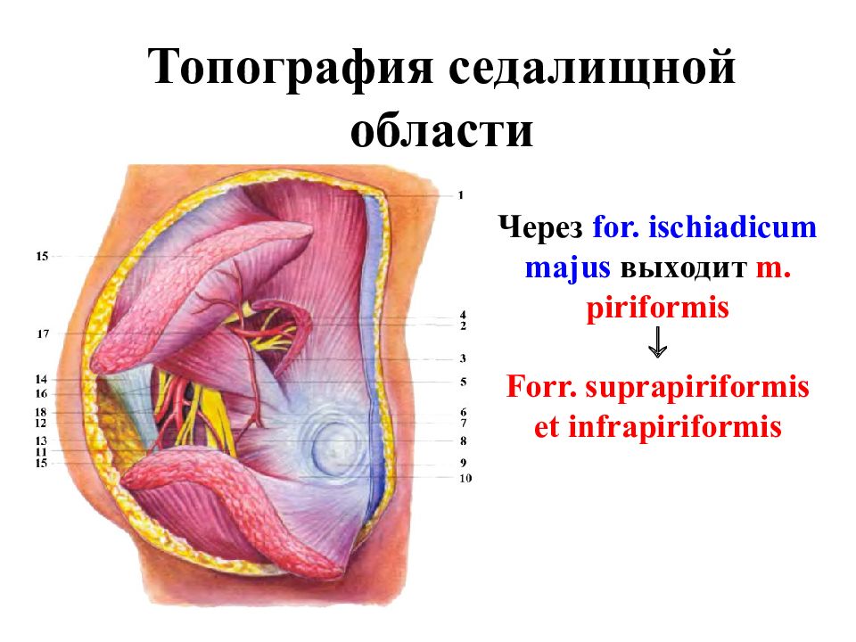 Стенки брюшной полости. Топография брюшной полости НГМУ. Топографическая анатомия НГМУ. Suprapiriformis.