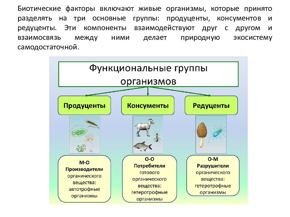 Организмы какой функциональной