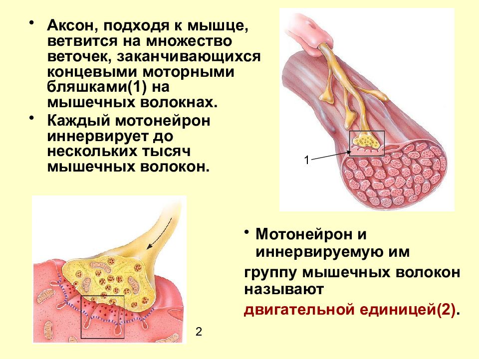 Физиология движений презентация