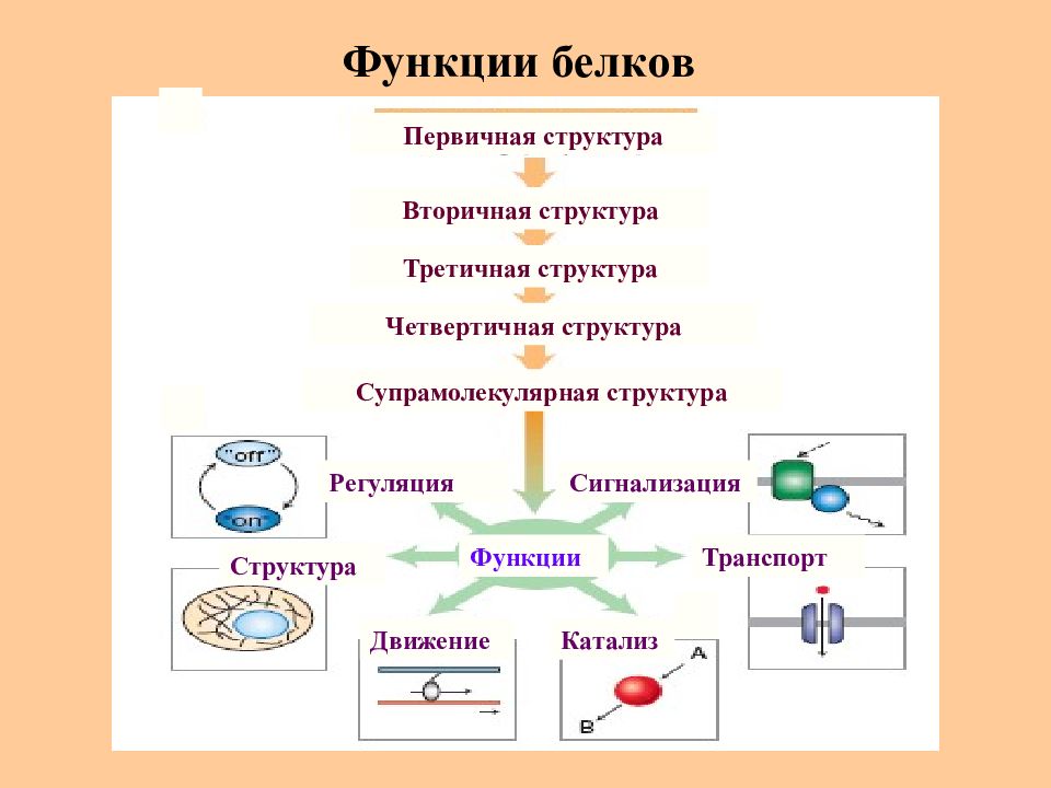 Строение белков презентация