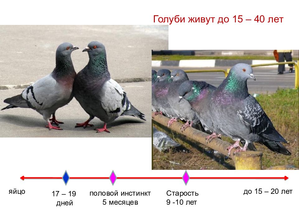 Презентация периодизация и продолжительность жизни животных 7 класс презентация