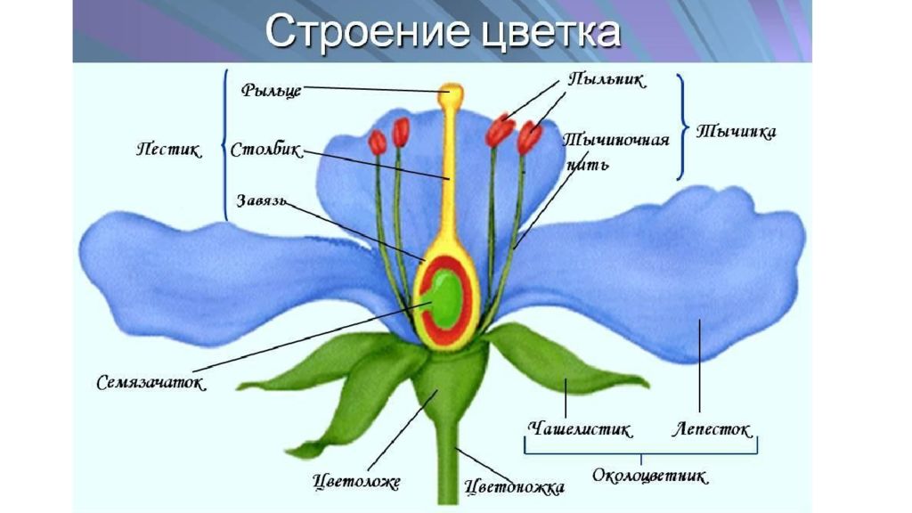 Цветковое растение рисунок