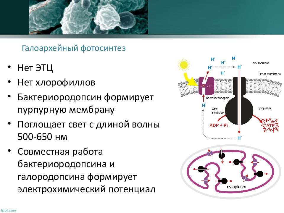 Фотосинтез архей. Мембрана Архей. Сульфатредуцирующие археи. Археи и галоархеи. Галоархеи фотосинтез.