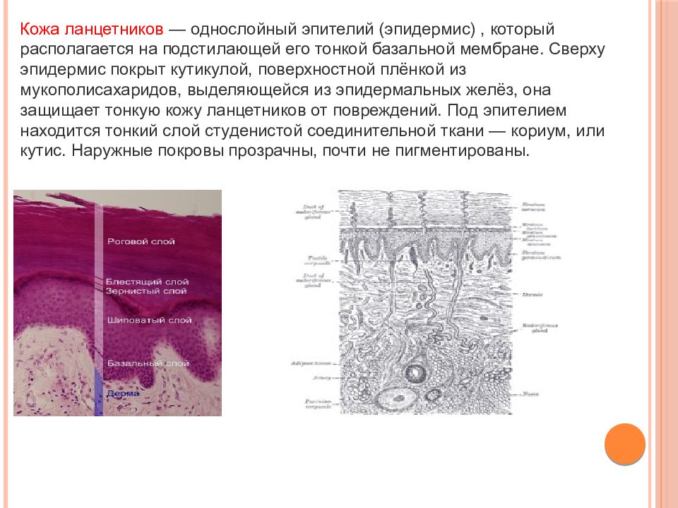 Кожные покровы ланцетника рисунок