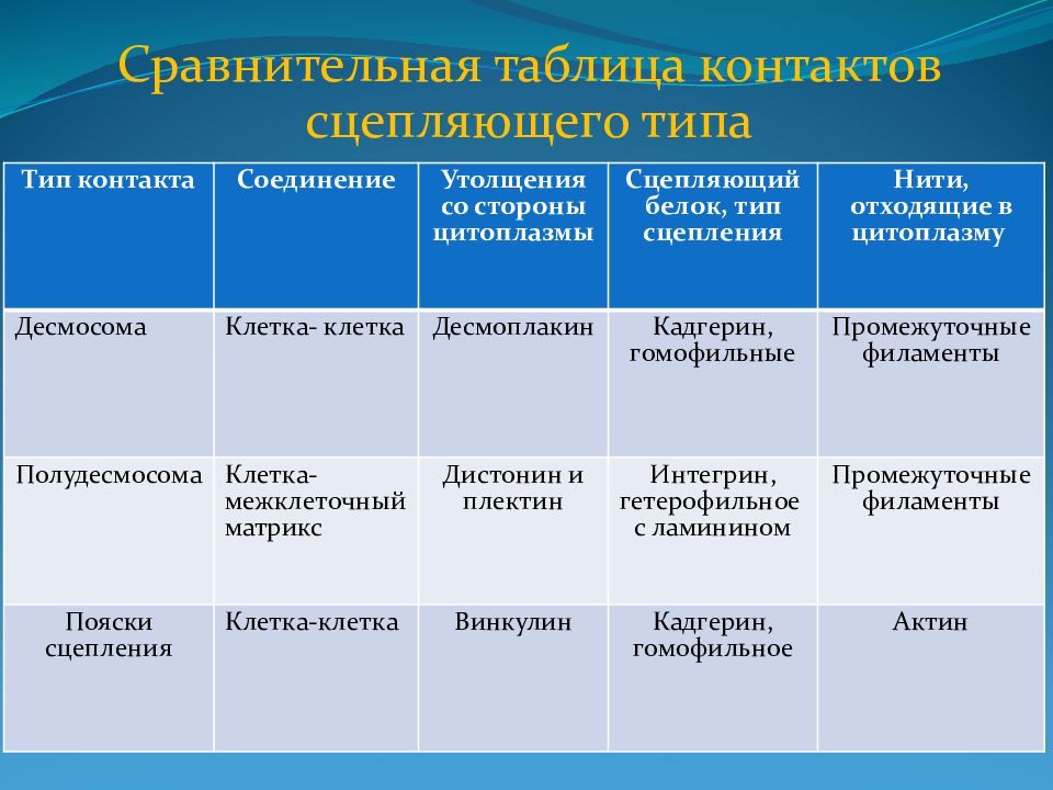 Виды контактов. Классификация клеточных контактов. Типы межклеточных контактов таблица. Виды клеточных контактов таблица. Характеристика клеточных контактов.