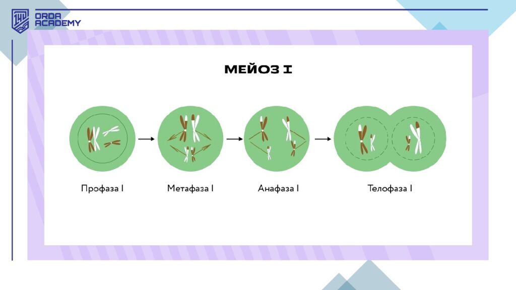 Жасушалық цикл