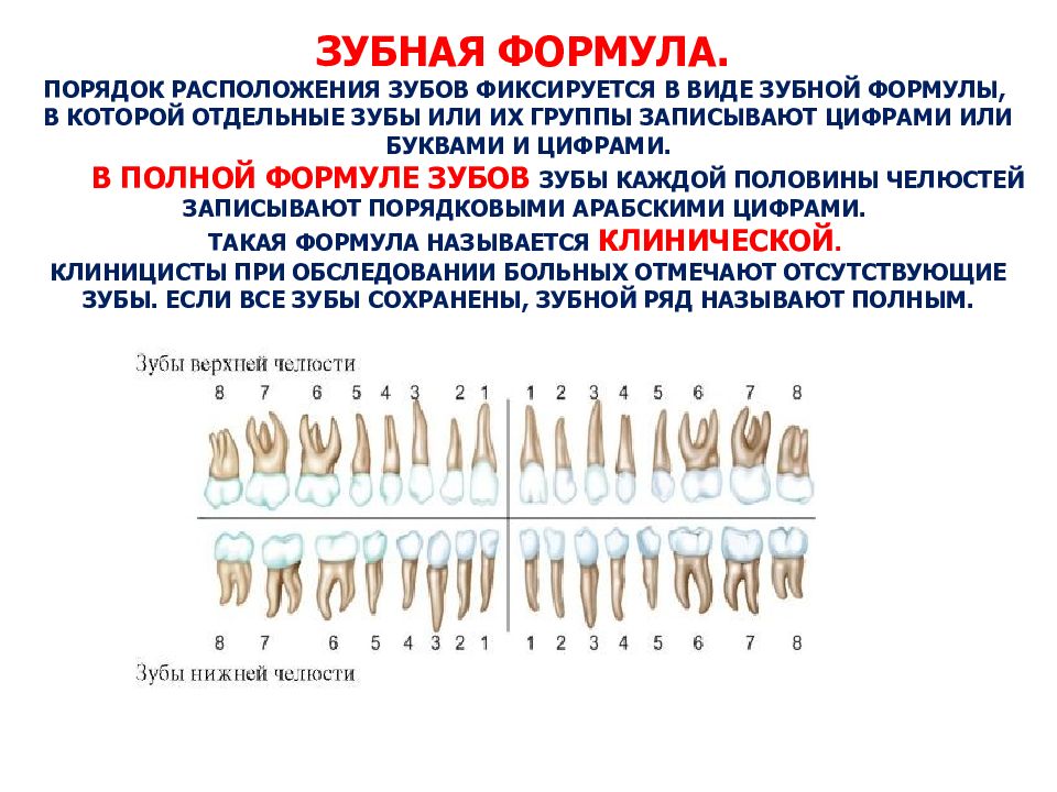 14 зуб. Зубная формула постоянных зубов имеет вид. Зубная формула животных расшифровка. Анатомия зубов зубные формулы. Зубная формула двурезцовых сумчатых.