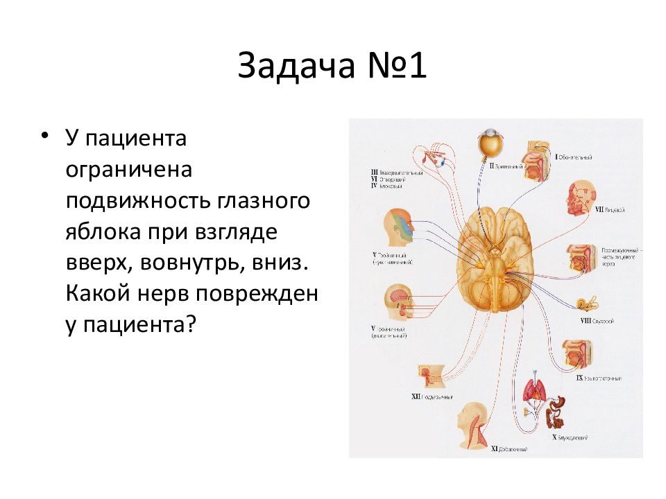 Черепные нервы человека относят к. ЧМН неврология. Периферическая нервная система Черепные нервы. У пациента ограничена подвижность глазного яблока. ЧМН.
