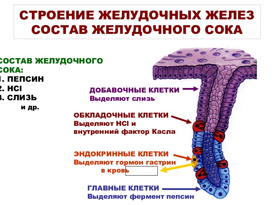 Усиление интенсивности деятельности желез желудка